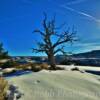 "Criss-crossing jet contrails"
over a manzanita tree~
Southeastern Utah.