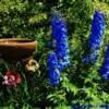 "Morning Blue Lupines" near Huntsville, Utah