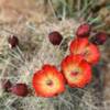 Beautiful little ground flowers.
Hovenweep Park.