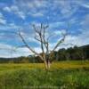 Ominous bald balsam tree.
Near Charlottesville, VA.