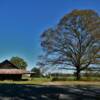 Another rural scene.
Mid-November in
southern Virginia.