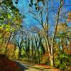 Scenic Northern Virginia 
back country road~
(In late-autumn).
