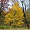 Amber October foliage.
Northern Wisconsin.