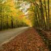 Another view of this brilliant
Washington Island backroad.