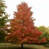 Autumn red foliage.
Washington Island.