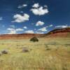 Another beautiful red escarpment & lone tree.
Natrona County.