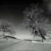 Ominous bald willow oaks.
Horse Creek Road.
Laramie County.