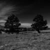 Dwarf pines.
Along the Rogers Canyon Road.