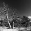 Bald birth tree.
SR Highway 210.
West of Cheyenne.