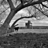 Slater, WY.
Pasture & grain elevator.