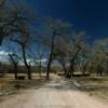 Ranch road traversing 
a draw of trees and cattle.