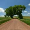 Natural 'tree bridge' along a northern Wyoming back road.
