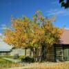 Cassidy House Museum & 
Old Baggs Town Hall.
Baggs, Wyoming.